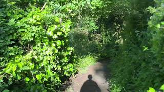 Bird watching in Ventnor, Isle of Wight