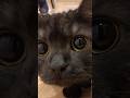 だるまさんが転んだニャー!#shorts