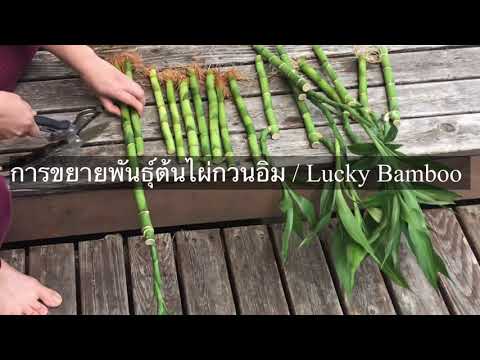 วิธีขยายพันธุ์ต้นไผ่กวนอิมอย่างง่ายในต่างแดน How To Expand Lucky Bamboo ปลูกไม้มงคล #NaMaShare