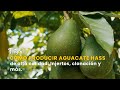 Cómo producir Aguacate Hass de alta calidad: Injertos, clonación y más-TvAgro por Juan Gonzalo Angel