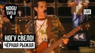 Ногу Свело! - Чёрная рыжая (Live). Концерт 