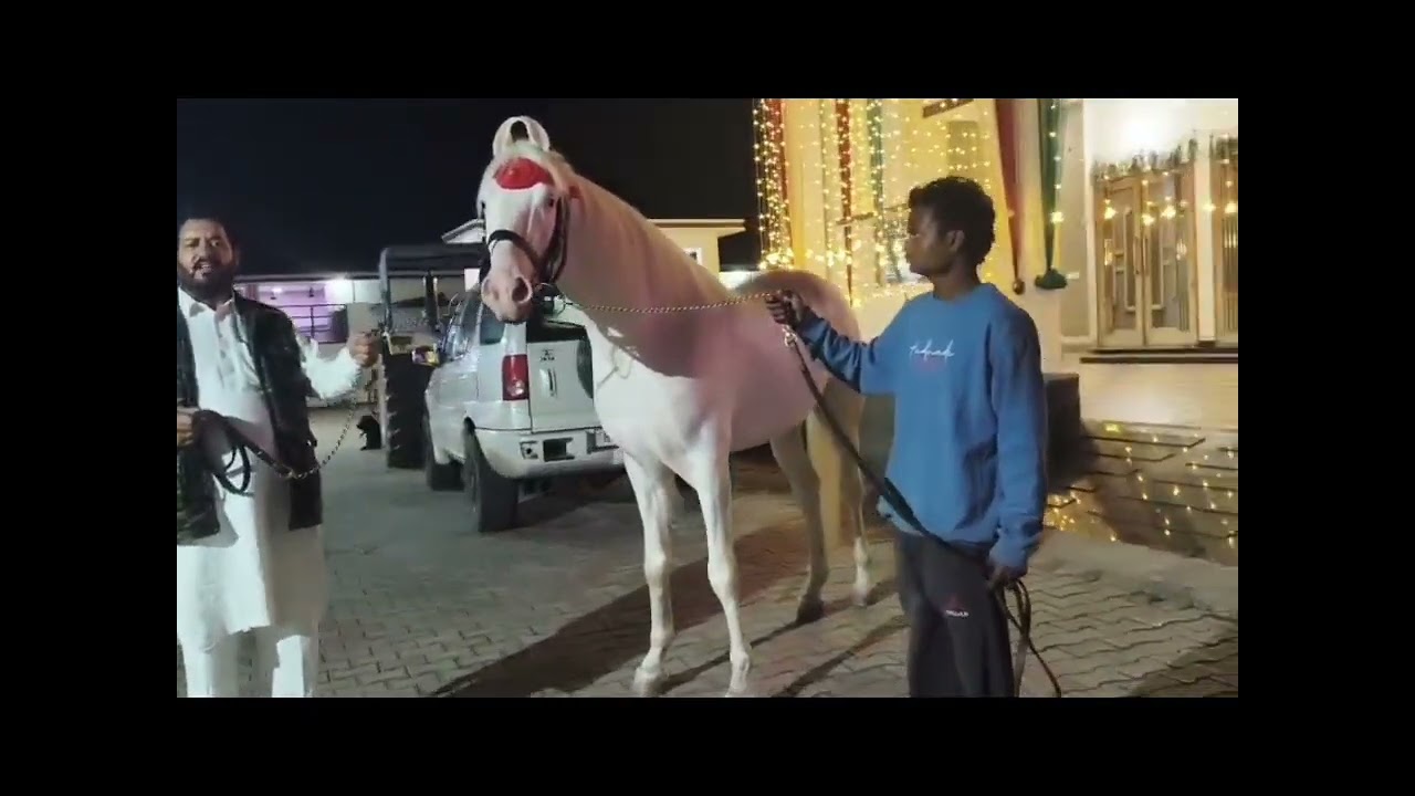 kathiyawadi horse 🐴🐎 horse sale gujrat#comedy #viral #horse #video #animals #horseriding #marwadi 