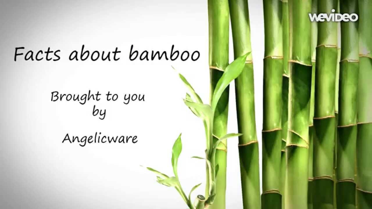 Some Interesting Facts About Bamboo By AngelicWare YouTube