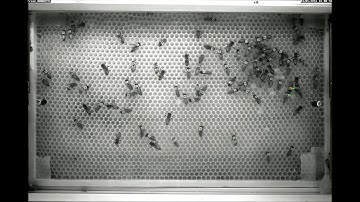 Automated computer-based detection of encounter behaviours in groups of honeybees