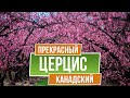 Декоративные деревья. Церцис канадский - Багряник