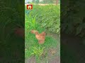#Funny Chicken Vs Cat Fighting #shorts #tiktok
