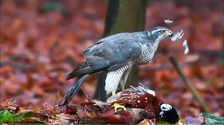 Falconry: The risks nobody talks about - DayDayNews