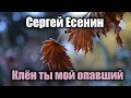 Клён ты мой опавший - Сергей Есенин (Как жену чужую, обнимал березку)