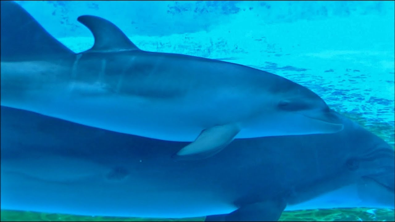 イルカの赤ちゃん 名前はユウ Part1 名古屋港水族館 Youtube