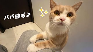 パパにストーカーしてべったり甘える兄猫が可愛すぎた　843話 by はぴ猫日記 35,502 views 1 month ago 8 minutes, 41 seconds