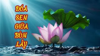 ĐÓA SEN GIỮA BÙN LẦY – Sống Giữa Khổ Đau Mà Tâm Vẫn Sáng | Nhạc Phật Giáo Tỉnh Thức