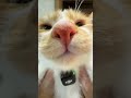 猫との暮らしをもっと愛おしく。DJI Mic 3 ワイヤレスマイク 家庭用レビュー|子猫の声収録テスト