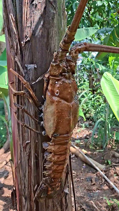 rezeki nomplok dapat belalang monster...