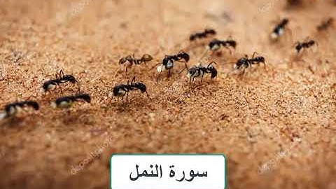 سورة النمل بصوت الشيخ سعد الغامدي