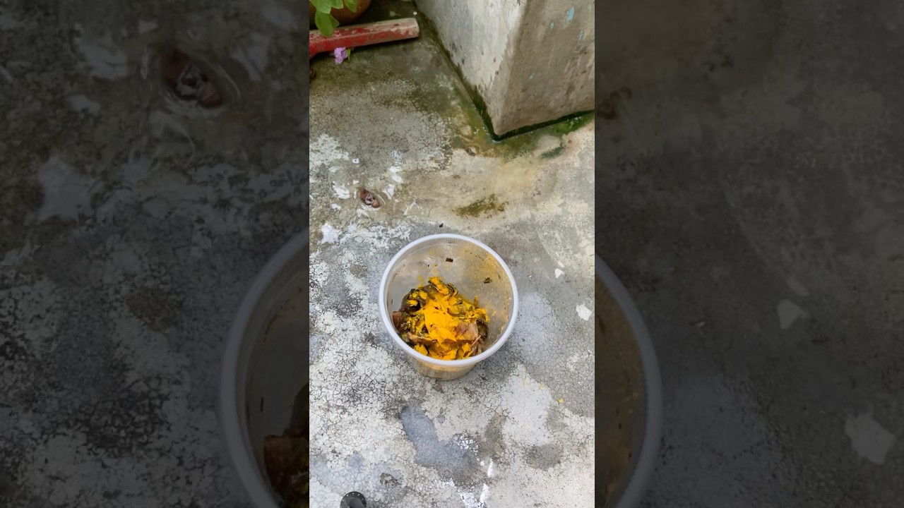 সব্জির খোসা কী ভাবে গাছে দেবে?॥#foryou #gardening #garden #plants #foryoupage #gitapayelsgarden