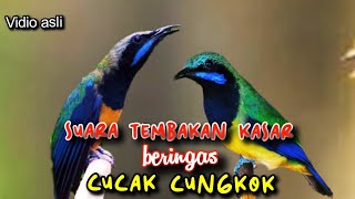 SUARA TEMBAKAN KASAR BERIGAS CUCAK CUNGKOK || SUARA ISTIMEWA