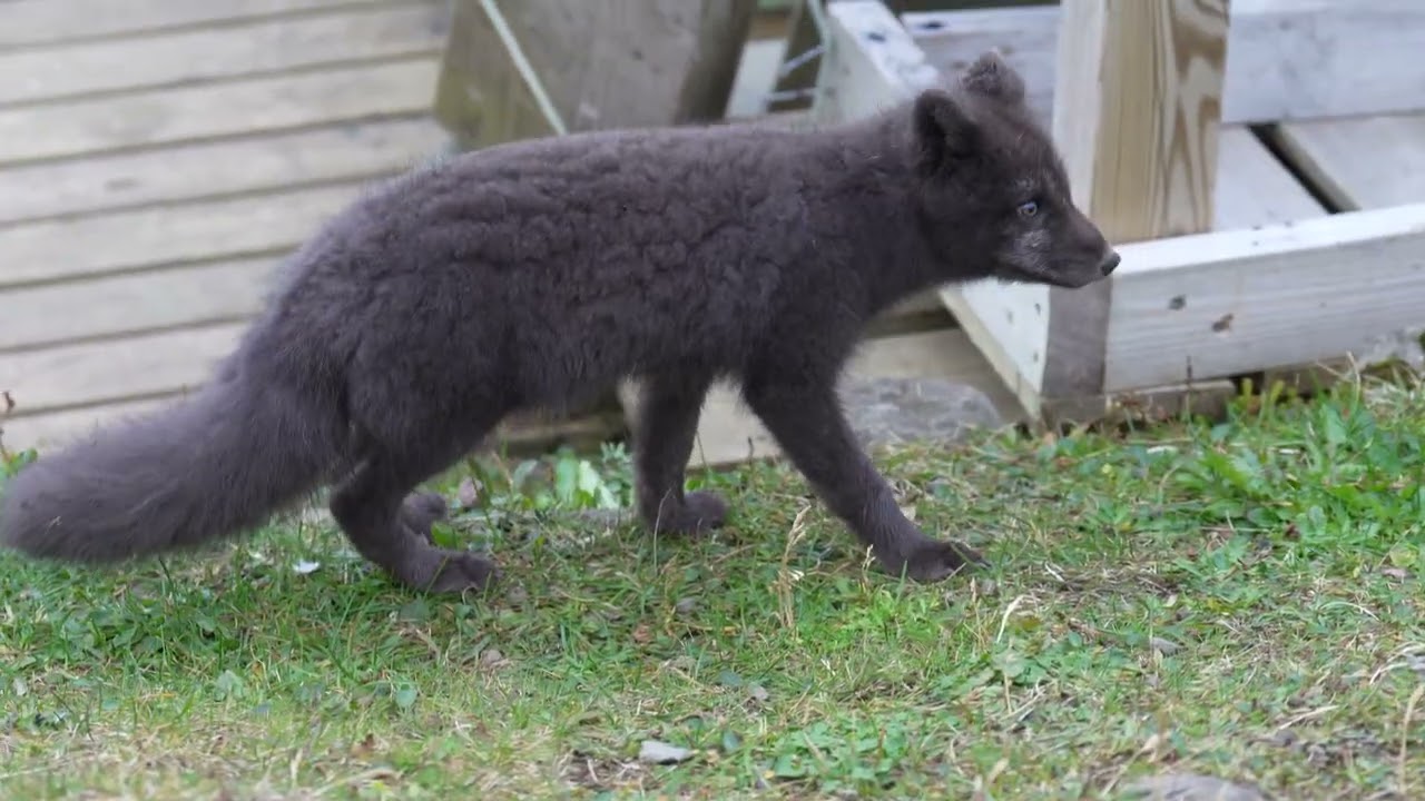 Hornbjargsviti ArcticFox — Hornbjargsviti — video poster