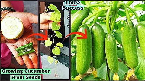Unique & Best Method To Grow Cucumber 🥒🌱Plant At Home| How to grow cucumbers | 100% Success| Garden