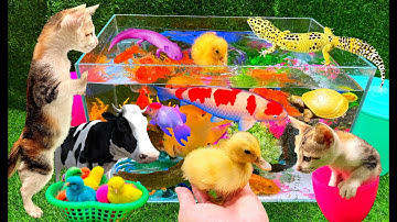 Bắt Các Con Vịt Dể Thương, Bắt Mèo Dể Thương, Cua, Rùa, Cá Koi, Cá Vàng, Thỏ, Cá Trê, Vịt Dể Thương