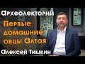 Древнейшие доместицированные овцы на Алтае: открытия археологов и палеогенетиков