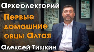 Древнейшие доместицированные овцы на Алтае: открытия археологов и палеогенетиков