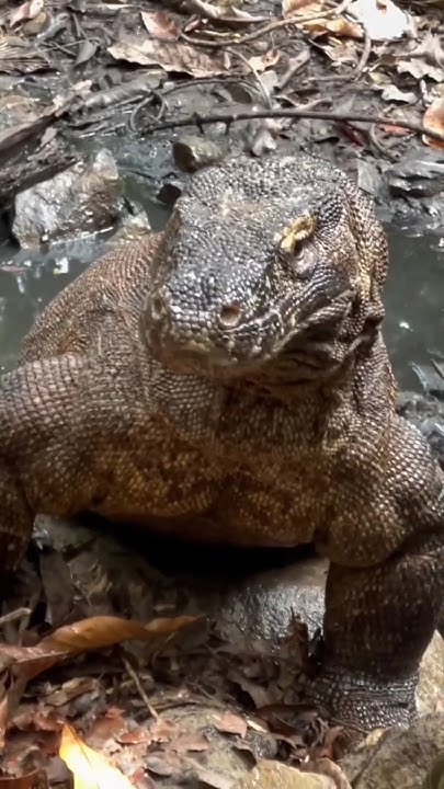 komodo-dragon-biggest-lizard-species-creatureworldtelugu-wildlife