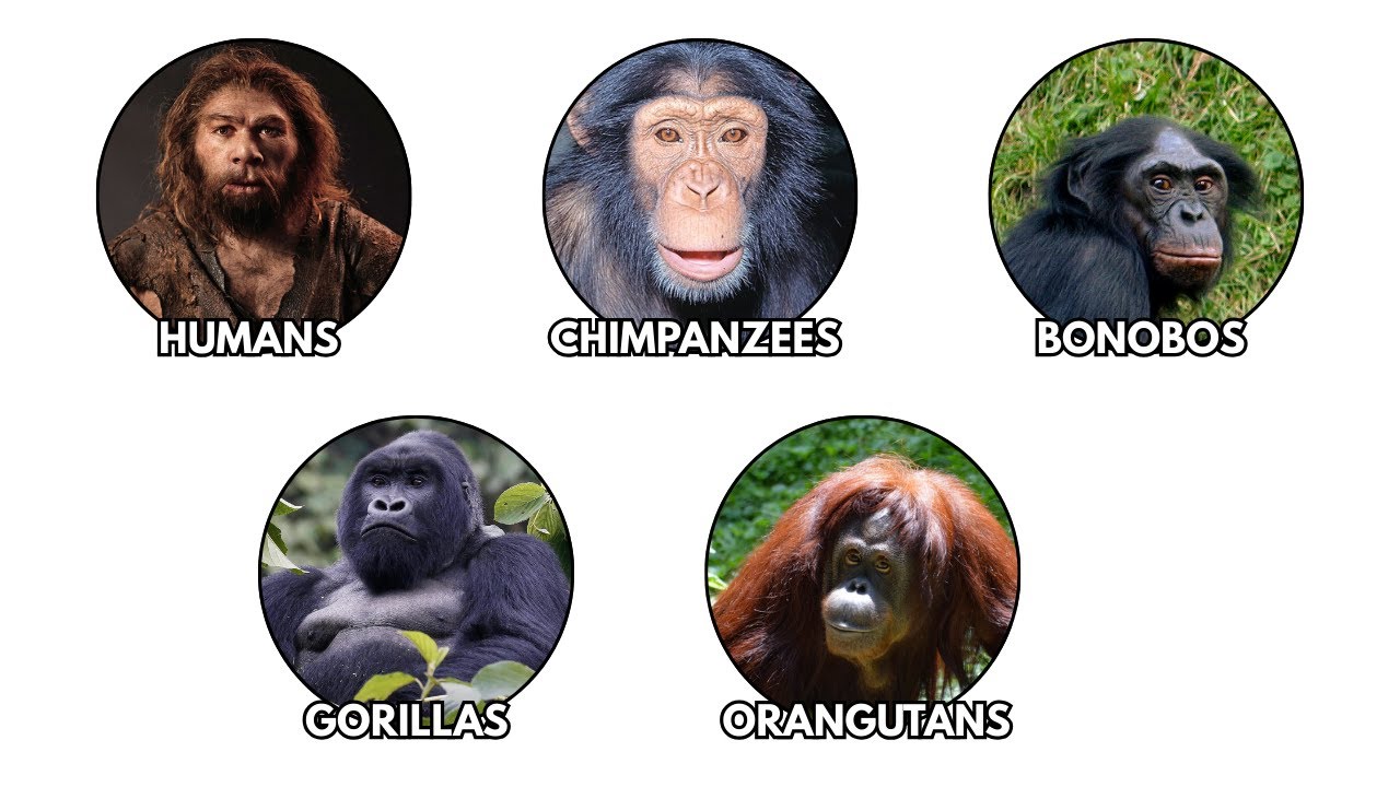 Every Single Great Ape explained in 8 minutes.