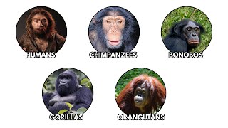 Every Single Great Ape explained in 8 minutes.