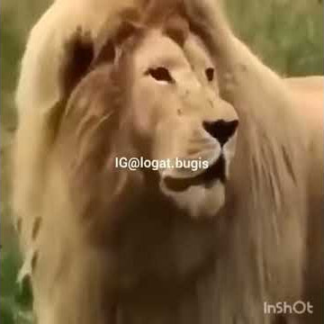 Ngakak gila singa minta THR