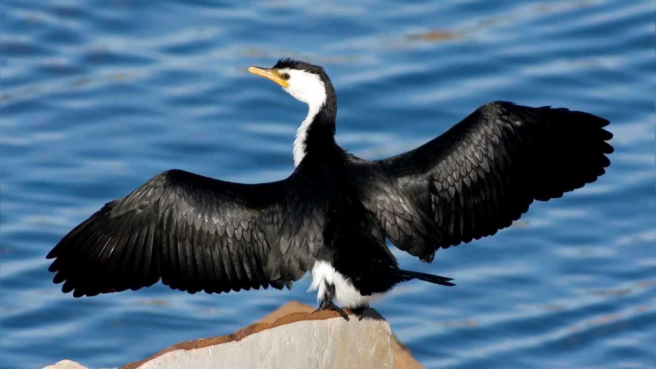 Cormorant ~ Bird Song ~ Bird Call - YouTube