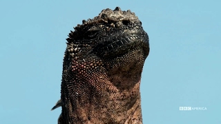 Get to know the marine iguanas from episode one of planet earth ii,
islands. gather together celebrate that we're bigger than our
differences. eart...