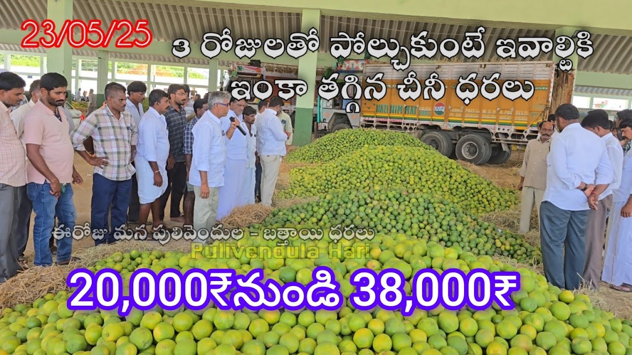 23 /05/2025మన పులివెందుల లో చీనీ(బత్తాయి) ధరలు ఇలా ఉన్నాయి #pulivendulahari #farming #agriculture