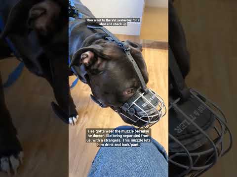 A Vet trip