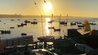 Golden Harbor Sunset | Relaxing Ocean Music 4K 60FPS 🐈 screenshot 3