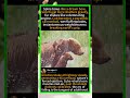 🐻 Grizzly’s Wild Shake Launches Cub!🌊 #GrizzlyBear #WildlifeFacts