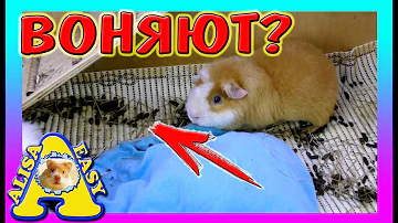 ВОНЯЮТ ЛИ МОРСКИЕ СВИНКИ \ УБОРКА У МОРСКОЙ СВИНКИ \ ХОМКИ ИЛИ СВИНКИ  \ Alisa Easy PETS