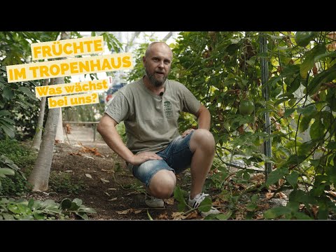 Video: Müssen Guaven verdünnt werden: Die Vorteile der Verdünnung von Guavenfrüchten