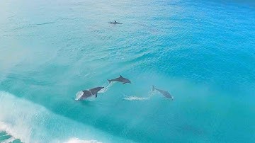 Surfing with Dolphins, Esperance Western Australia