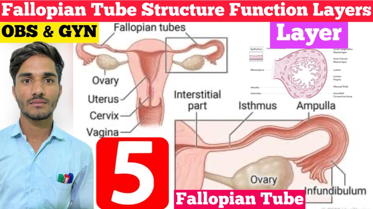 5- Fallopian Tube | Structure Function Parts And Layers of Fallopian ...