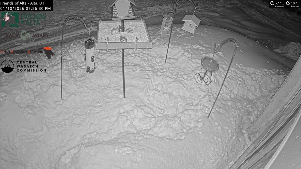 2026-01-10 - Day - Friends of Alta - Alta, UT - Live Stream Bird Feeder Cam