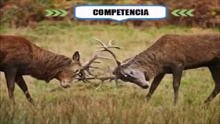 Relaciones intraespecíficas - Cuarto grado de EBP