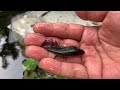Fishing for betta fish in the pond, big catfish, ornamental fish, koi fish, goldfish