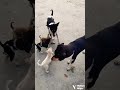 "Maa -Tu kitni acchi hai-Maa" #tukitniachhihai #maa #मां #mother #shorts #shortsfeed #ytshorts #dog