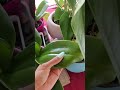 Nuevas orquídeas que se unen a la colección ❤️