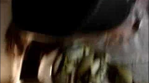 feeding my tiger reticulated python