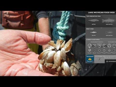 Lake Michigan Quagga Mussel Density