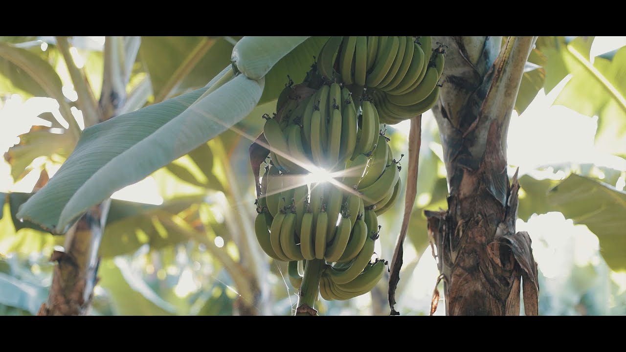 Bananas Nacional // Institucional [Filme Oficial] por Marcelo Zanotto Filmes