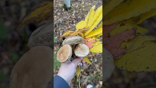 Осенние грибы 🍄🟫  #подберезовики #грибочки #грибнойсезон #дикаяприрода #тихаяохота #природа #роща