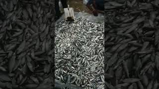 Download Lagu ikan pindang MP3