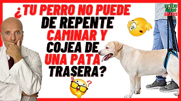 ¿Por qué ceden las patas traseras de los perros viejos?